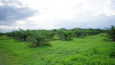ٻҾ Land for sale in Nakhon Si Thammarat,50 rai of palm plantation area,Buy now to get income,Suitable for housing development